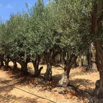 Gallery plant image