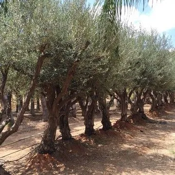 Gallery plant image