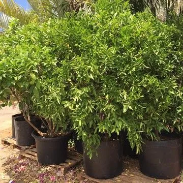 Gallery plant image