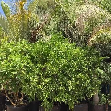Gallery plant image