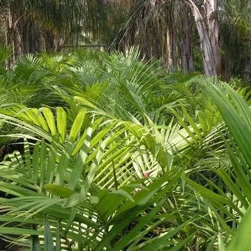 Gallery plant image