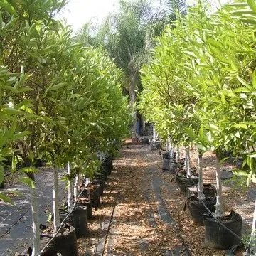 Gallery plant image