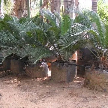 Gallery plant image