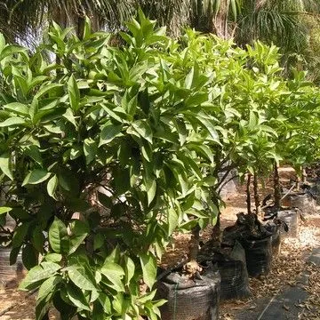 Gallery plant image