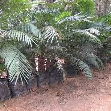 Gallery plant image