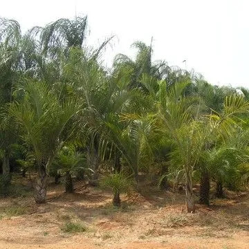 Gallery plant image