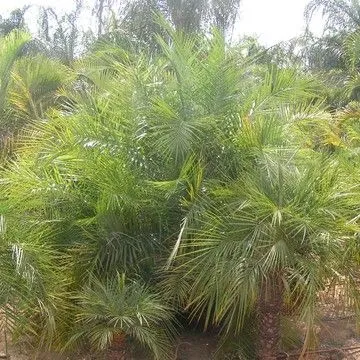 Gallery plant image