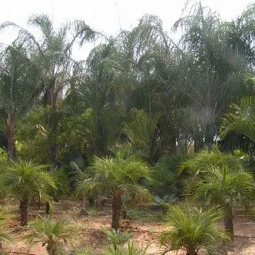 Gallery plant image