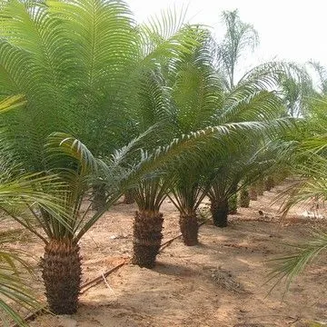 Gallery plant image