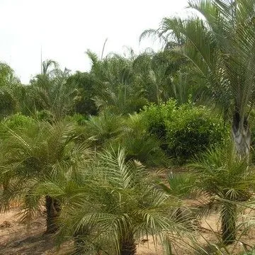 Gallery plant image