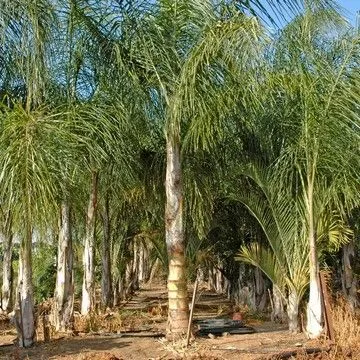 Gallery plant image