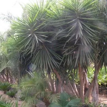 Gallery plant image