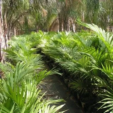 Gallery plant image