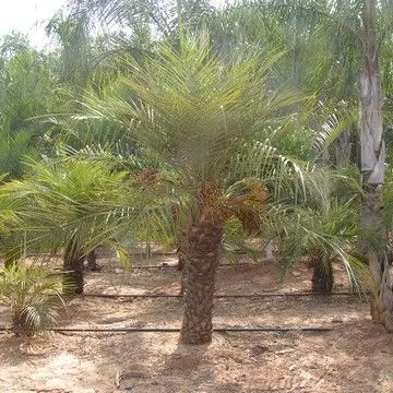 Gallery plant image