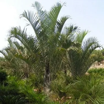 Gallery plant image