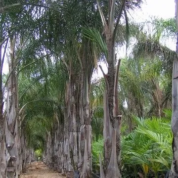 Gallery plant image