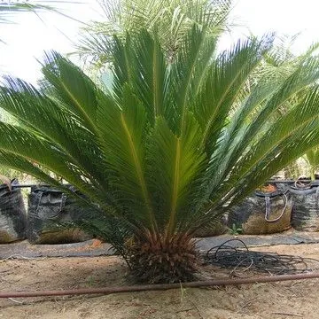 Gallery plant image
