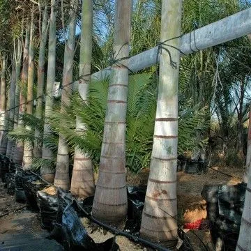 Gallery plant image