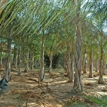 Gallery plant image