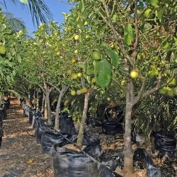 Gallery plant image