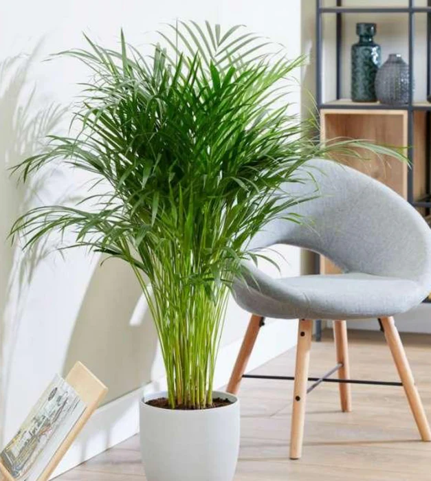 דקל אריקה plant