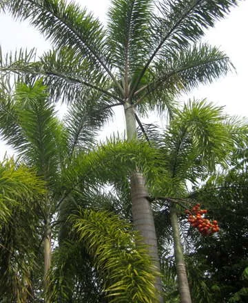 דקל זנב שועל plant