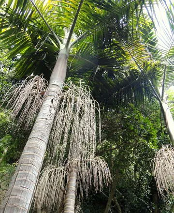 דקל טבעות plant