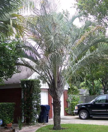 דקל משולש plant