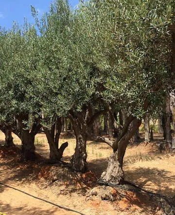 זית אירופי plant