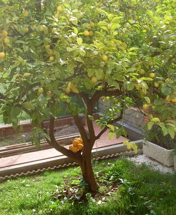 לימון plant