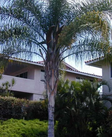 דקל המלכה plant