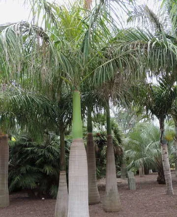 דקל המלך plant
